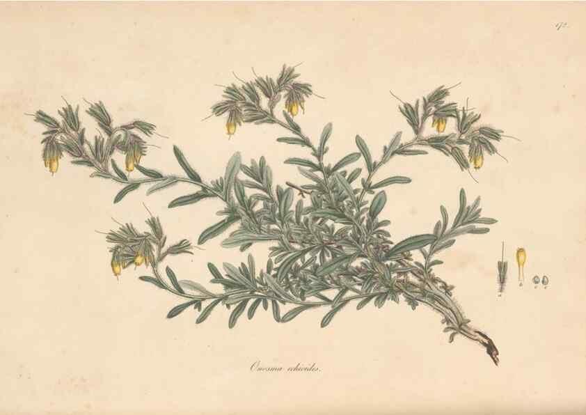 Reproducción/Reproduction 49557118762: Flora Graeca, sive, Plantarum rariorum historia, quas in provinciis aut insulis Graeciae /. Londini :Typis Richardi Taylor et socii, in Vico Shoe-Lane :MDCCCVI-MDCCCXL [1806-1840].. 
