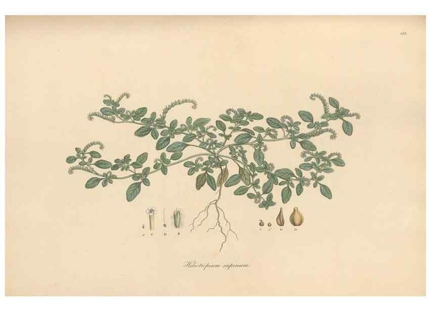 Reproducción/Reproduction 49556878091: Flora Graeca, sive, Plantarum rariorum historia, quas in provinciis aut insulis Graeciae /. Londini :Typis Richardi Taylor et socii, in Vico Shoe-Lane :MDCCCVI-MDCCCXL [1806-1840].. 