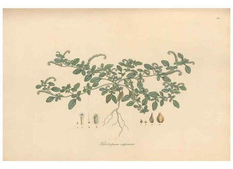 Reproducción/Reproduction 49556878091: Flora Graeca, sive, Plantarum rariorum historia, quas in provinciis aut insulis Graeciae /. Londini :Typis Richardi Taylor et socii, in Vico Shoe-Lane :MDCCCVI-MDCCCXL [1806-1840].. 