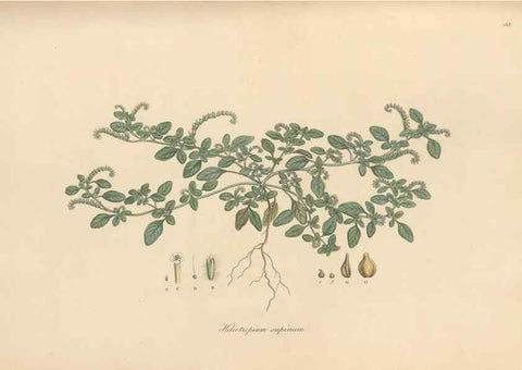 Reproducción/Reproduction 49556878091: Flora Graeca, sive, Plantarum rariorum historia, quas in provinciis aut insulis Graeciae /. Londini :Typis Richardi Taylor et socii, in Vico Shoe-Lane :MDCCCVI-MDCCCXL [1806-1840].. 