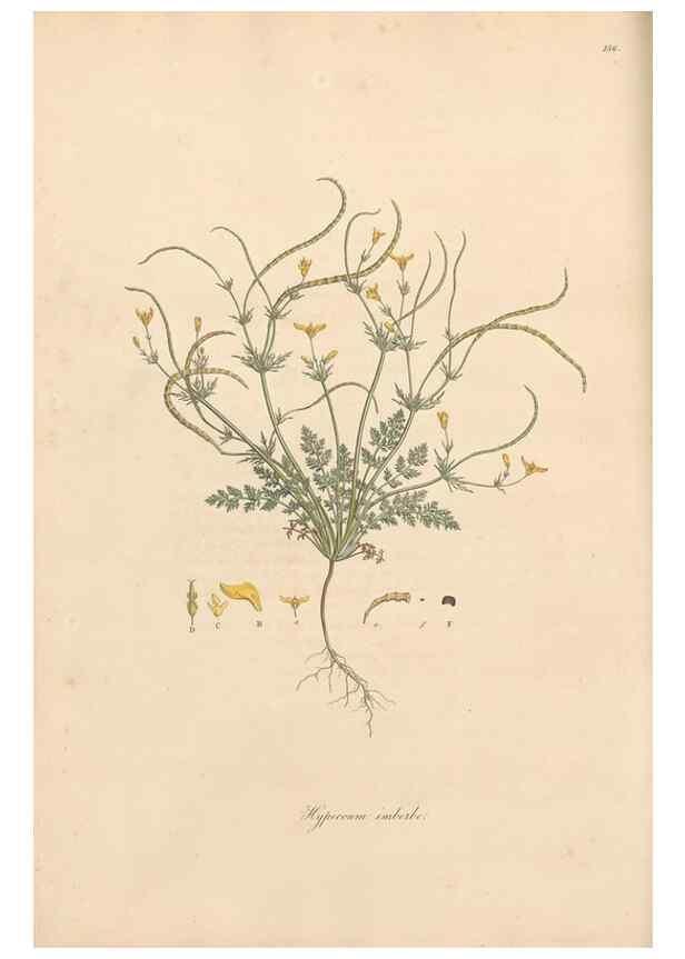 Reproducción/Reproduction 49556877811: Flora Graeca, sive, Plantarum rariorum historia, quas in provinciis aut insulis Graeciae /. Londini :Typis Richardi Taylor et socii, in Vico Shoe-Lane :MDCCCVI-MDCCCXL [1806-1840].. 