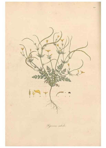 Reproducción/Reproduction 49556877811: Flora Graeca, sive, Plantarum rariorum historia, quas in provinciis aut insulis Graeciae /. Londini :Typis Richardi Taylor et socii, in Vico Shoe-Lane :MDCCCVI-MDCCCXL [1806-1840].. 