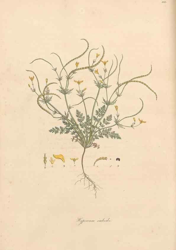 Reproducción/Reproduction 49556877811: Flora Graeca, sive, Plantarum rariorum historia, quas in provinciis aut insulis Graeciae /. Londini :Typis Richardi Taylor et socii, in Vico Shoe-Lane :MDCCCVI-MDCCCXL [1806-1840].. 
