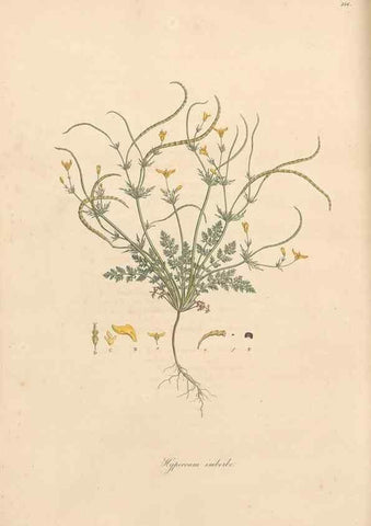 Reproducción/Reproduction 49556877811: Flora Graeca, sive, Plantarum rariorum historia, quas in provinciis aut insulis Graeciae /. Londini :Typis Richardi Taylor et socii, in Vico Shoe-Lane :MDCCCVI-MDCCCXL [1806-1840].. 