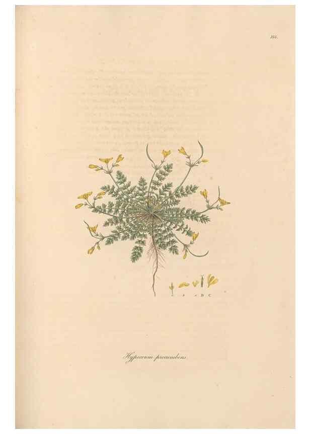 Reproducción/Reproduction 49556379318: Flora Graeca, sive, Plantarum rariorum historia, quas in provinciis aut insulis Graeciae /. Londini :Typis Richardi Taylor et socii, in Vico Shoe-Lane :MDCCCVI-MDCCCXL [1806-1840].. 
