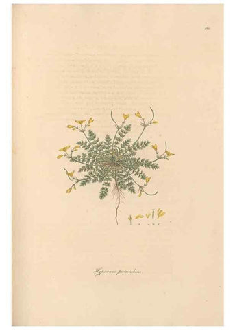 Reproducción/Reproduction 49556379318: Flora Graeca, sive, Plantarum rariorum historia, quas in provinciis aut insulis Graeciae /. Londini :Typis Richardi Taylor et socii, in Vico Shoe-Lane :MDCCCVI-MDCCCXL [1806-1840].. 