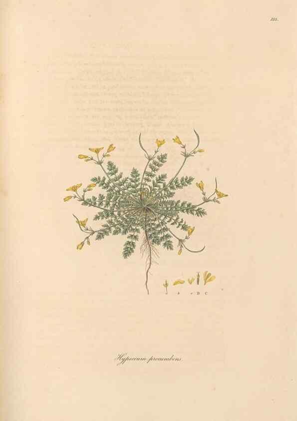 Reproducción/Reproduction 49556379318: Flora Graeca, sive, Plantarum rariorum historia, quas in provinciis aut insulis Graeciae /. Londini :Typis Richardi Taylor et socii, in Vico Shoe-Lane :MDCCCVI-MDCCCXL [1806-1840].. 