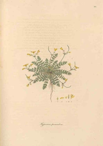 Reproducción/Reproduction 49556379318: Flora Graeca, sive, Plantarum rariorum historia, quas in provinciis aut insulis Graeciae /. Londini :Typis Richardi Taylor et socii, in Vico Shoe-Lane :MDCCCVI-MDCCCXL [1806-1840].. 
