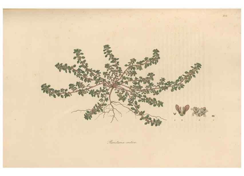 Reproducción/Reproduction 49556877216: Flora Graeca, sive, Plantarum rariorum historia, quas in provinciis aut insulis Graeciae /. Londini :Typis Richardi Taylor et socii, in Vico Shoe-Lane :MDCCCVI-MDCCCXL [1806-1840].. 