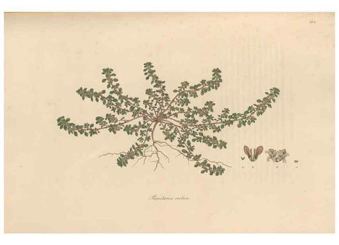 Reproducción/Reproduction 49556877216: Flora Graeca, sive, Plantarum rariorum historia, quas in provinciis aut insulis Graeciae /. Londini :Typis Richardi Taylor et socii, in Vico Shoe-Lane :MDCCCVI-MDCCCXL [1806-1840].. 