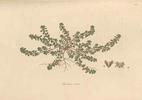 Reproducción/Reproduction 49556877216: Flora Graeca, sive, Plantarum rariorum historia, quas in provinciis aut insulis Graeciae /. Londini :Typis Richardi Taylor et socii, in Vico Shoe-Lane :MDCCCVI-MDCCCXL [1806-1840].. 