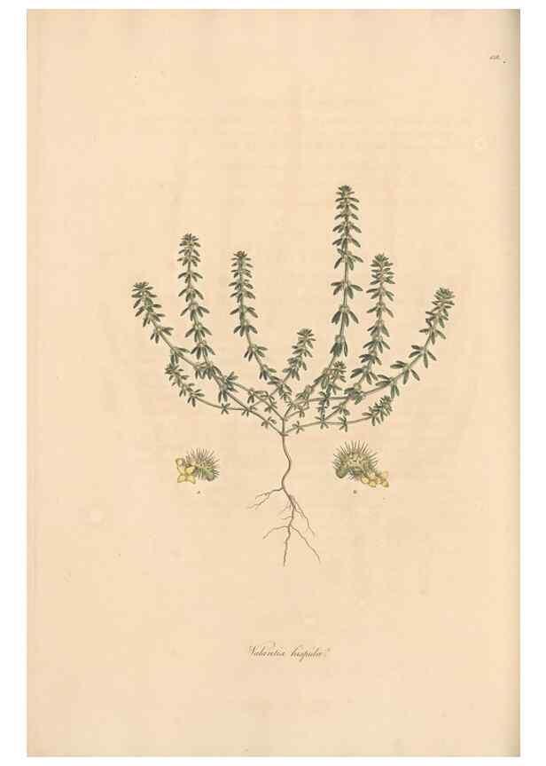 Reproducción/Reproduction 49556871171: Flora Graeca, sive, Plantarum rariorum historia, quas in provinciis aut insulis Graeciae /. Londini :Typis Richardi Taylor et socii, in Vico Shoe-Lane :MDCCCVI-MDCCCXL [1806-1840].. 