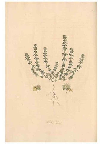 Reproducción/Reproduction 49556871171: Flora Graeca, sive, Plantarum rariorum historia, quas in provinciis aut insulis Graeciae /. Londini :Typis Richardi Taylor et socii, in Vico Shoe-Lane :MDCCCVI-MDCCCXL [1806-1840].. 