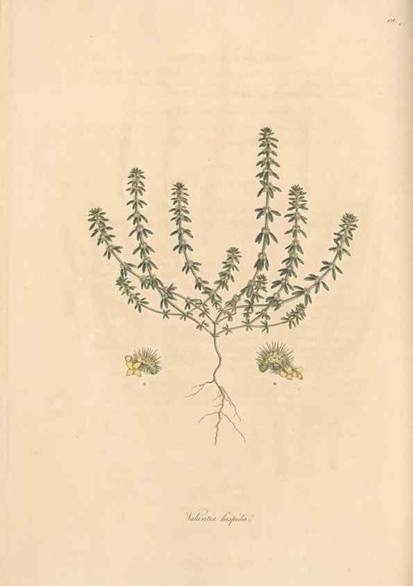 Reproducción/Reproduction 49556871171: Flora Graeca, sive, Plantarum rariorum historia, quas in provinciis aut insulis Graeciae /. Londini :Typis Richardi Taylor et socii, in Vico Shoe-Lane :MDCCCVI-MDCCCXL [1806-1840].. 