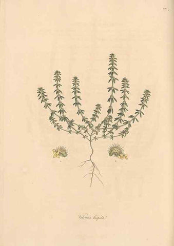 Reproducción/Reproduction 49556871171: Flora Graeca, sive, Plantarum rariorum historia, quas in provinciis aut insulis Graeciae /. Londini :Typis Richardi Taylor et socii, in Vico Shoe-Lane :MDCCCVI-MDCCCXL [1806-1840].. 