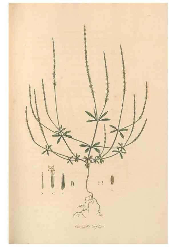 Reproducción/Reproduction 49556373418: Flora Graeca, sive, Plantarum rariorum historia, quas in provinciis aut insulis Graeciae /. Londini :Typis Richardi Taylor et socii, in Vico Shoe-Lane :MDCCCVI-MDCCCXL [1806-1840].. 