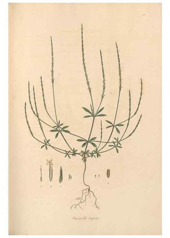 Reproducción/Reproduction 49556373418: Flora Graeca, sive, Plantarum rariorum historia, quas in provinciis aut insulis Graeciae /. Londini :Typis Richardi Taylor et socii, in Vico Shoe-Lane :MDCCCVI-MDCCCXL [1806-1840].. 