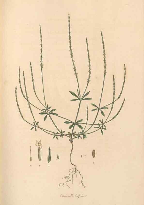 Reproducción/Reproduction 49556373418: Flora Graeca, sive, Plantarum rariorum historia, quas in provinciis aut insulis Graeciae /. Londini :Typis Richardi Taylor et socii, in Vico Shoe-Lane :MDCCCVI-MDCCCXL [1806-1840].. 