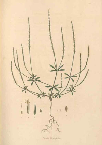 Reproducción/Reproduction 49556373418: Flora Graeca, sive, Plantarum rariorum historia, quas in provinciis aut insulis Graeciae /. Londini :Typis Richardi Taylor et socii, in Vico Shoe-Lane :MDCCCVI-MDCCCXL [1806-1840].. 