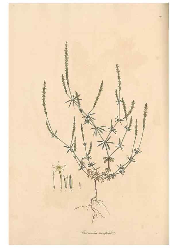 Reproducción/Reproduction 49557107637: Flora Graeca, sive, Plantarum rariorum historia, quas in provinciis aut insulis Graeciae /. Londini :Typis Richardi Taylor et socii, in Vico Shoe-Lane :MDCCCVI-MDCCCXL [1806-1840].. 