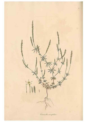 Reproducción/Reproduction 49557107637: Flora Graeca, sive, Plantarum rariorum historia, quas in provinciis aut insulis Graeciae /. Londini :Typis Richardi Taylor et socii, in Vico Shoe-Lane :MDCCCVI-MDCCCXL [1806-1840].. 