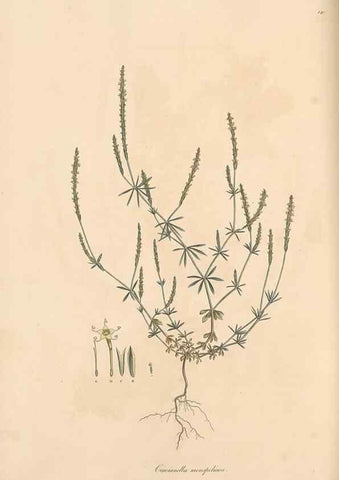 Reproducción/Reproduction 49557107637: Flora Graeca, sive, Plantarum rariorum historia, quas in provinciis aut insulis Graeciae /. Londini :Typis Richardi Taylor et socii, in Vico Shoe-Lane :MDCCCVI-MDCCCXL [1806-1840].. 