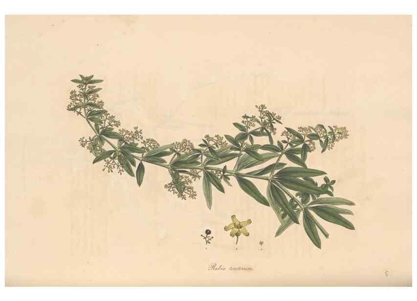 Reproducción/Reproduction 49556374058: Flora Graeca, sive, Plantarum rariorum historia, quas in provinciis aut insulis Graeciae /. Londini :Typis Richardi Taylor et socii, in Vico Shoe-Lane :MDCCCVI-MDCCCXL [1806-1840].. 