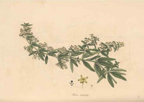 Reproducción/Reproduction 49556374058: Flora Graeca, sive, Plantarum rariorum historia, quas in provinciis aut insulis Graeciae /. Londini :Typis Richardi Taylor et socii, in Vico Shoe-Lane :MDCCCVI-MDCCCXL [1806-1840].. 