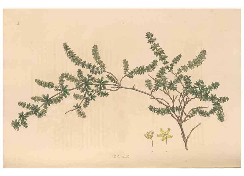 Reproducción/Reproduction 49557108287: Flora Graeca, sive, Plantarum rariorum historia, quas in provinciis aut insulis Graeciae /. Londini :Typis Richardi Taylor et socii, in Vico Shoe-Lane :MDCCCVI-MDCCCXL [1806-1840].. 
