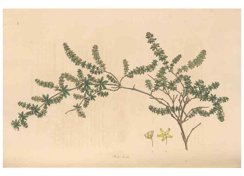 Reproducción/Reproduction 49557108287: Flora Graeca, sive, Plantarum rariorum historia, quas in provinciis aut insulis Graeciae /. Londini :Typis Richardi Taylor et socii, in Vico Shoe-Lane :MDCCCVI-MDCCCXL [1806-1840].. 