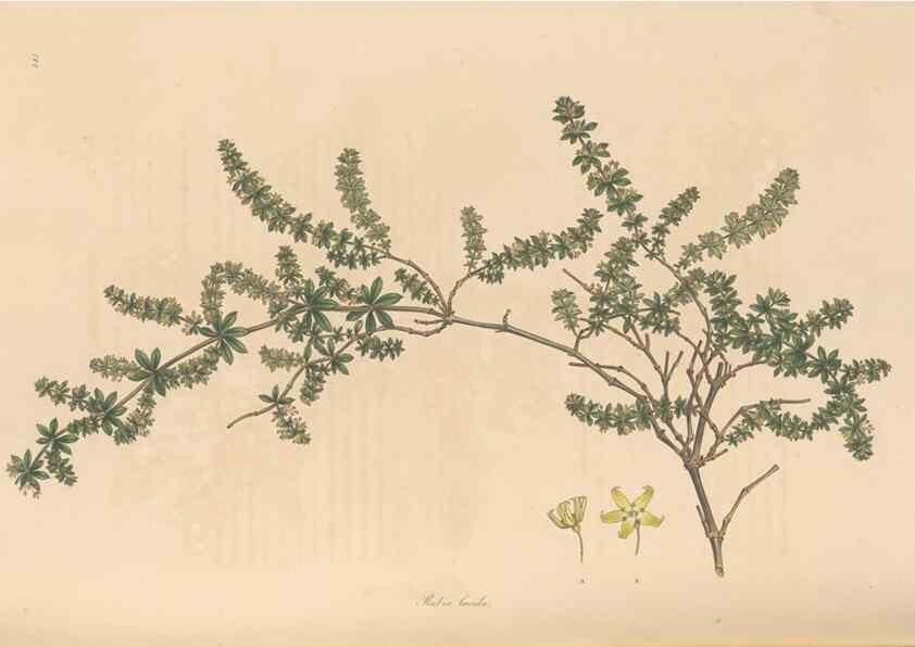 Reproducción/Reproduction 49557108287: Flora Graeca, sive, Plantarum rariorum historia, quas in provinciis aut insulis Graeciae /. Londini :Typis Richardi Taylor et socii, in Vico Shoe-Lane :MDCCCVI-MDCCCXL [1806-1840].. 