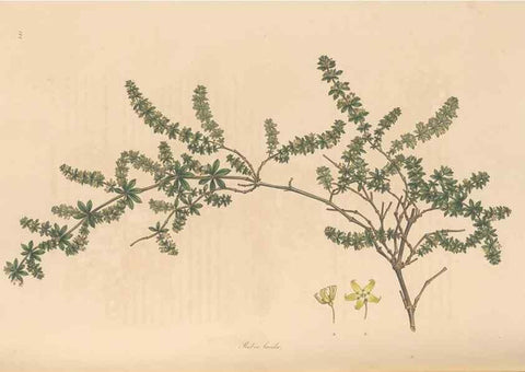 Reproducción/Reproduction 49557108287: Flora Graeca, sive, Plantarum rariorum historia, quas in provinciis aut insulis Graeciae /. Londini :Typis Richardi Taylor et socii, in Vico Shoe-Lane :MDCCCVI-MDCCCXL [1806-1840].. 