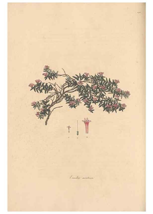 Reproducción/Reproduction 49556873091: Flora Graeca, sive, Plantarum rariorum historia, quas in provinciis aut insulis Graeciae /. Londini :Typis Richardi Taylor et socii, in Vico Shoe-Lane :MDCCCVI-MDCCCXL [1806-1840].. 