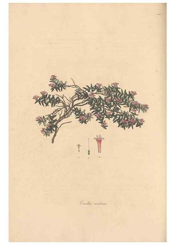 Reproducción/Reproduction 49556873091: Flora Graeca, sive, Plantarum rariorum historia, quas in provinciis aut insulis Graeciae /. Londini :Typis Richardi Taylor et socii, in Vico Shoe-Lane :MDCCCVI-MDCCCXL [1806-1840].. 