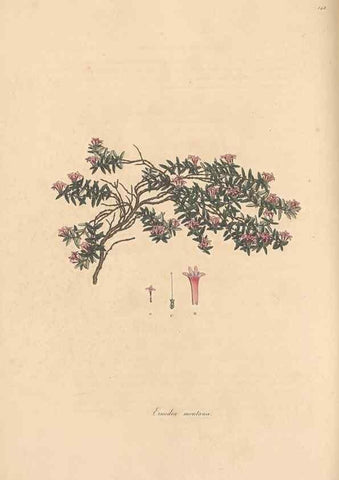 Reproducción/Reproduction 49556873091: Flora Graeca, sive, Plantarum rariorum historia, quas in provinciis aut insulis Graeciae /. Londini :Typis Richardi Taylor et socii, in Vico Shoe-Lane :MDCCCVI-MDCCCXL [1806-1840].. 