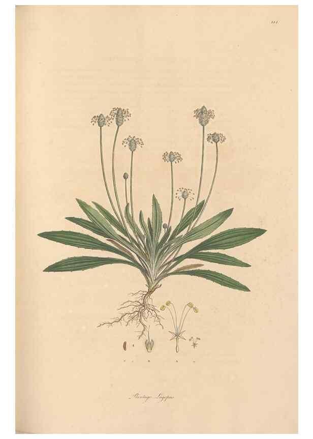 Reproducción/Reproduction 49556873466: Flora Graeca, sive, Plantarum rariorum historia, quas in provinciis aut insulis Graeciae /. Londini :Typis Richardi Taylor et socii, in Vico Shoe-Lane :MDCCCVI-MDCCCXL [1806-1840].. 
