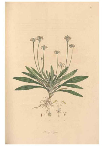 Reproducción/Reproduction 49556873466: Flora Graeca, sive, Plantarum rariorum historia, quas in provinciis aut insulis Graeciae /. Londini :Typis Richardi Taylor et socii, in Vico Shoe-Lane :MDCCCVI-MDCCCXL [1806-1840].. 