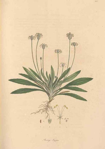 Reproducción/Reproduction 49556873466: Flora Graeca, sive, Plantarum rariorum historia, quas in provinciis aut insulis Graeciae /. Londini :Typis Richardi Taylor et socii, in Vico Shoe-Lane :MDCCCVI-MDCCCXL [1806-1840].. 
