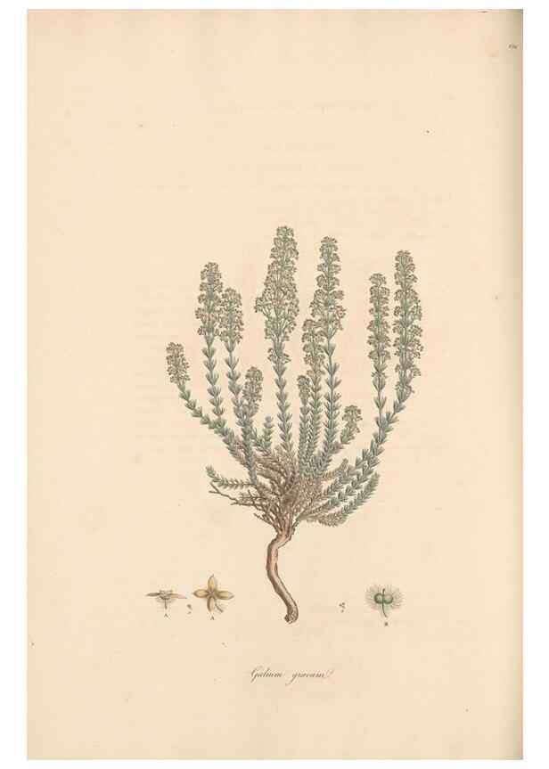 Reproducción/Reproduction 49556372553: Flora Graeca, sive, Plantarum rariorum historia, quas in provinciis aut insulis Graeciae /. Londini :Typis Richardi Taylor et socii, in Vico Shoe-Lane :MDCCCVI-MDCCCXL [1806-1840].. 