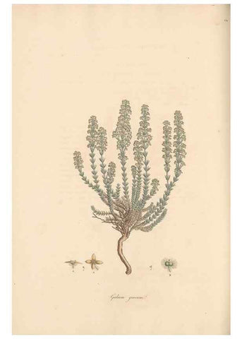 Reproducción/Reproduction 49556372553: Flora Graeca, sive, Plantarum rariorum historia, quas in provinciis aut insulis Graeciae /. Londini :Typis Richardi Taylor et socii, in Vico Shoe-Lane :MDCCCVI-MDCCCXL [1806-1840].. 