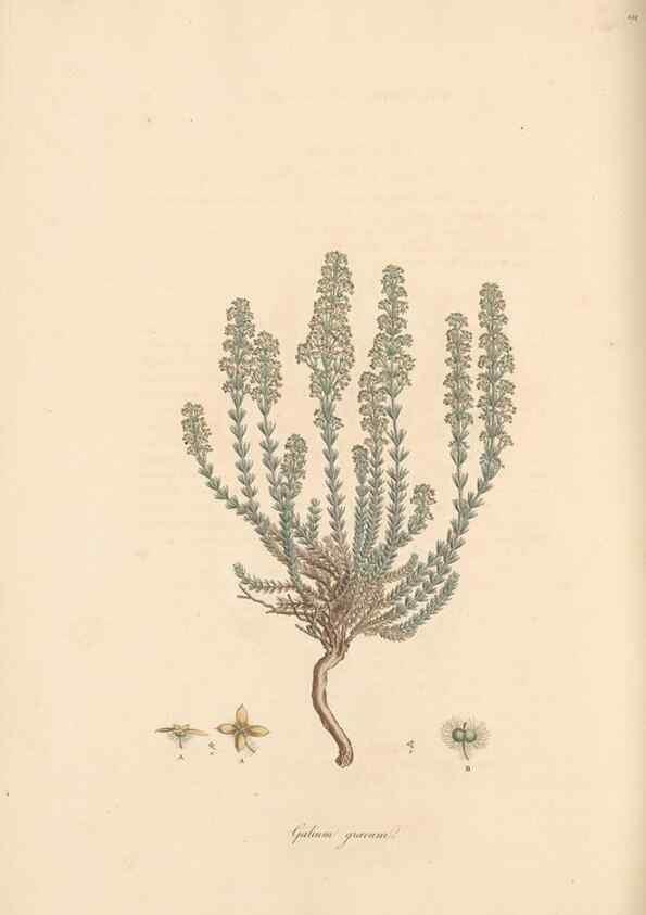 Reproducción/Reproduction 49556372553: Flora Graeca, sive, Plantarum rariorum historia, quas in provinciis aut insulis Graeciae /. Londini :Typis Richardi Taylor et socii, in Vico Shoe-Lane :MDCCCVI-MDCCCXL [1806-1840].. 