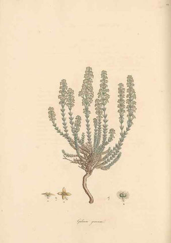 Reproducción/Reproduction 49556372553: Flora Graeca, sive, Plantarum rariorum historia, quas in provinciis aut insulis Graeciae /. Londini :Typis Richardi Taylor et socii, in Vico Shoe-Lane :MDCCCVI-MDCCCXL [1806-1840].. 