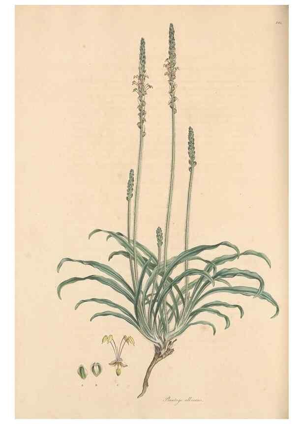 Reproducción/Reproduction 49556873886: Flora Graeca, sive, Plantarum rariorum historia, quas in provinciis aut insulis Graeciae /. Londini :Typis Richardi Taylor et socii, in Vico Shoe-Lane :MDCCCVI-MDCCCXL [1806-1840].. 