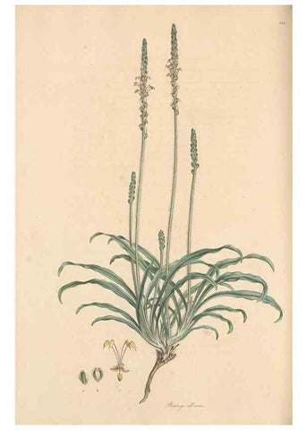 Reproducción/Reproduction 49556873886: Flora Graeca, sive, Plantarum rariorum historia, quas in provinciis aut insulis Graeciae /. Londini :Typis Richardi Taylor et socii, in Vico Shoe-Lane :MDCCCVI-MDCCCXL [1806-1840].. 