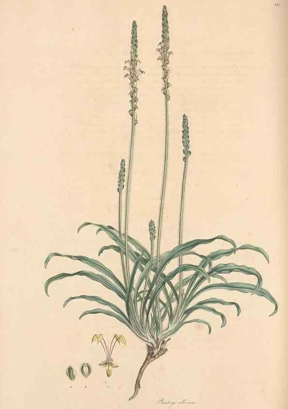 Reproducción/Reproduction 49556873886: Flora Graeca, sive, Plantarum rariorum historia, quas in provinciis aut insulis Graeciae /. Londini :Typis Richardi Taylor et socii, in Vico Shoe-Lane :MDCCCVI-MDCCCXL [1806-1840].. 