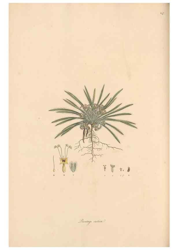 Reproducción/Reproduction 49556874621: Flora Graeca, sive, Plantarum rariorum historia, quas in provinciis aut insulis Graeciae /. Londini :Typis Richardi Taylor et socii, in Vico Shoe-Lane :MDCCCVI-MDCCCXL [1806-1840].. 