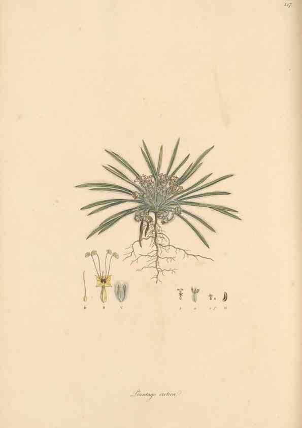 Reproducción/Reproduction 49556874621: Flora Graeca, sive, Plantarum rariorum historia, quas in provinciis aut insulis Graeciae /. Londini :Typis Richardi Taylor et socii, in Vico Shoe-Lane :MDCCCVI-MDCCCXL [1806-1840].. 