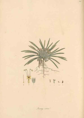 Reproducción/Reproduction 49556874621: Flora Graeca, sive, Plantarum rariorum historia, quas in provinciis aut insulis Graeciae /. Londini :Typis Richardi Taylor et socii, in Vico Shoe-Lane :MDCCCVI-MDCCCXL [1806-1840].. 