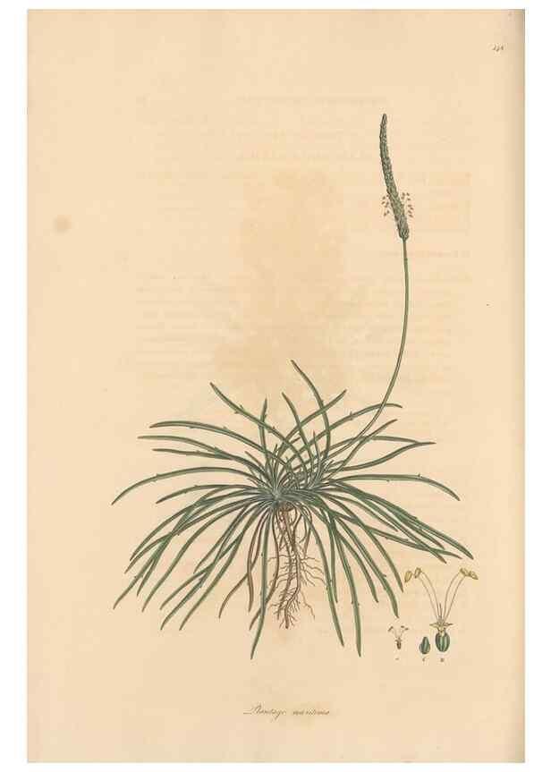 Reproducción/Reproduction 49557110562: Flora Graeca, sive, Plantarum rariorum historia, quas in provinciis aut insulis Graeciae /. Londini :Typis Richardi Taylor et socii, in Vico Shoe-Lane :MDCCCVI-MDCCCXL [1806-1840].. 