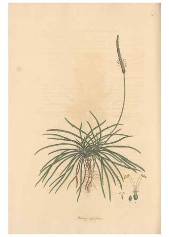 Reproducción/Reproduction 49557110562: Flora Graeca, sive, Plantarum rariorum historia, quas in provinciis aut insulis Graeciae /. Londini :Typis Richardi Taylor et socii, in Vico Shoe-Lane :MDCCCVI-MDCCCXL [1806-1840].. 